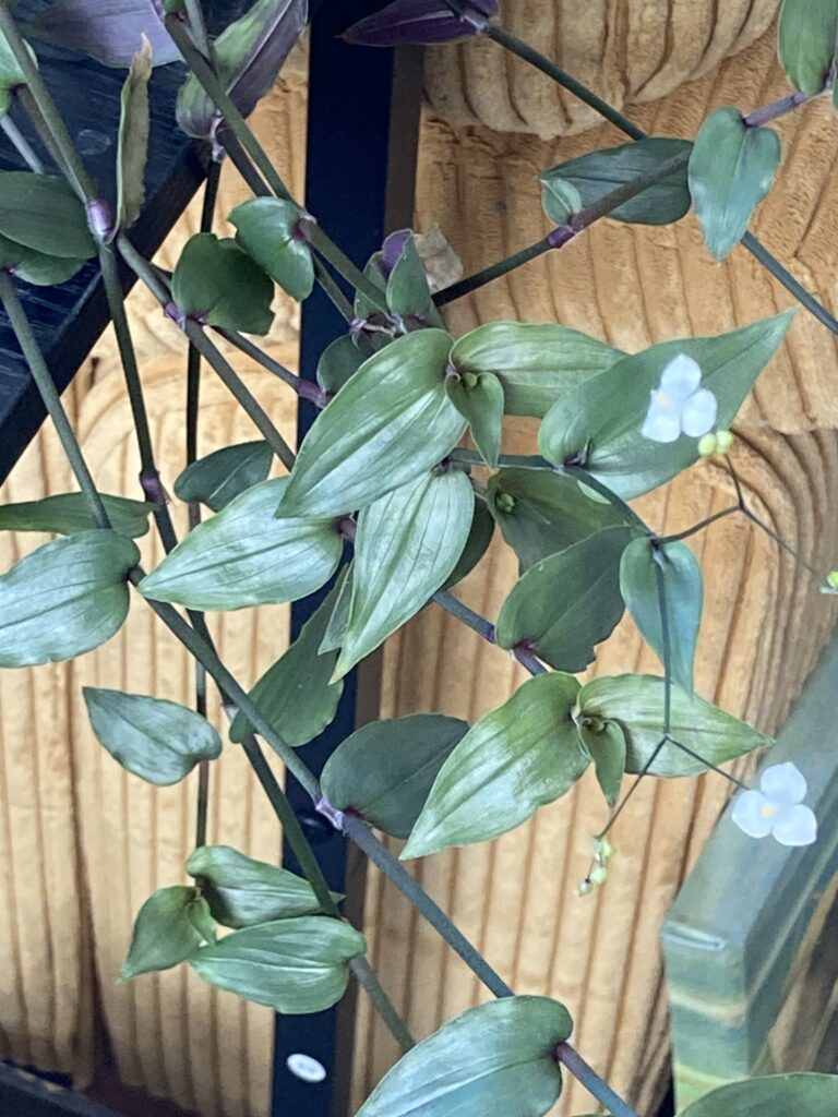 Гибазис Baby Martian Ears