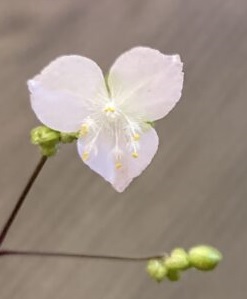 Гибазис Baby Martian Ears цветок