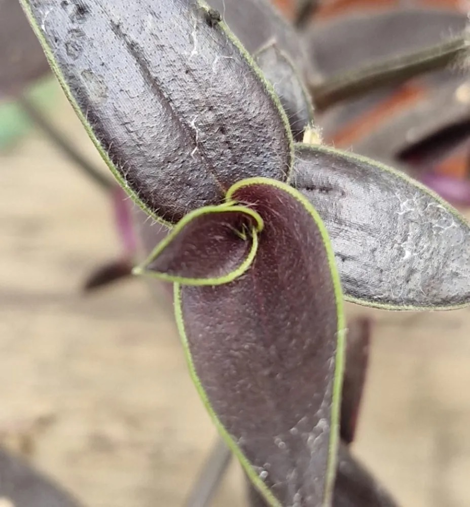 Гибазис Jose Puig