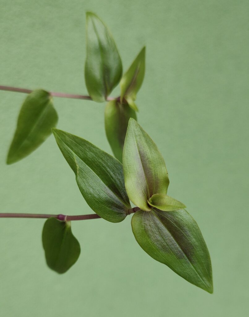 Гибазис Nosfe