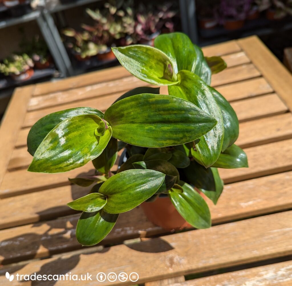 Традесканция Green Nanouk