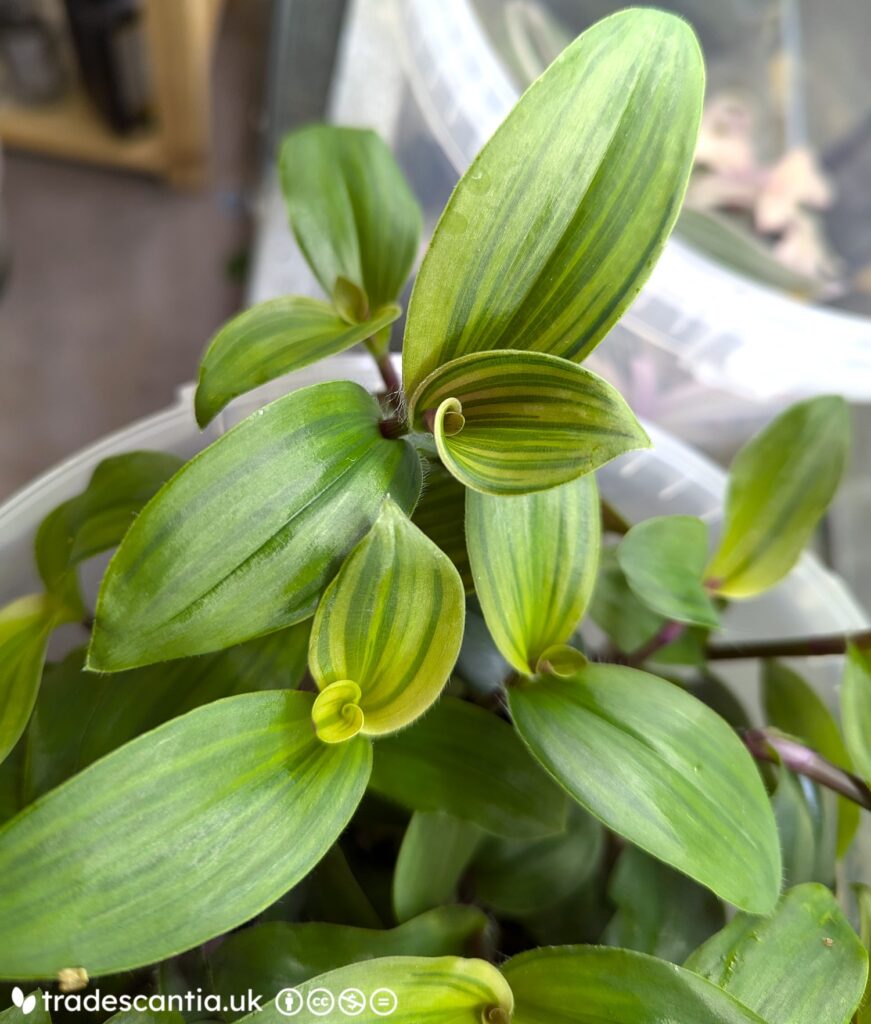 Традесканция Limelight