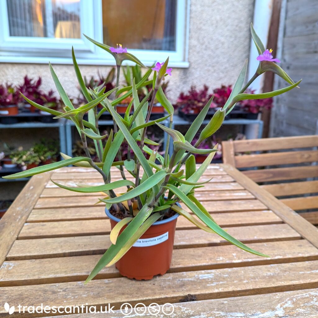 Традесканция Raspberry Ruffle