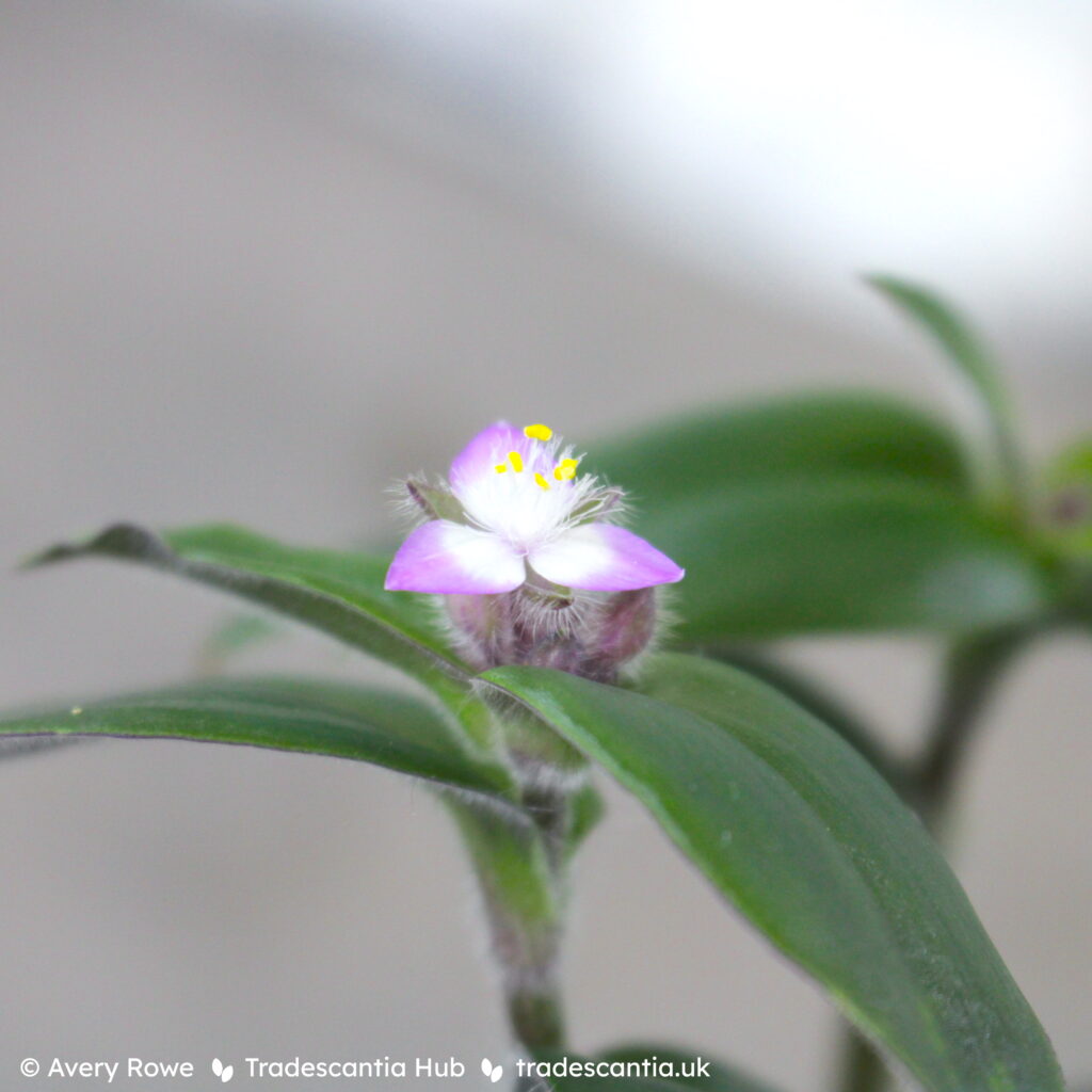 Традесканция Red Hill цветок