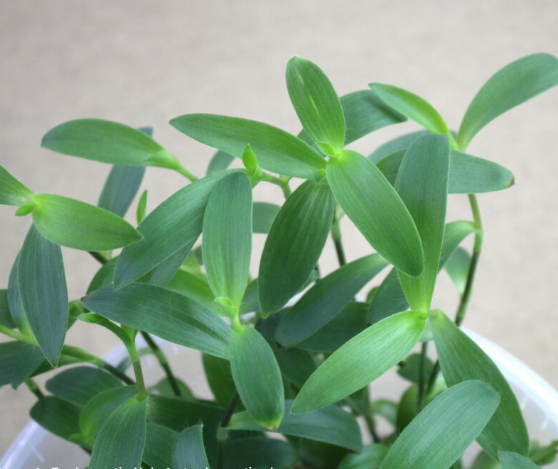 Традесканция Scout