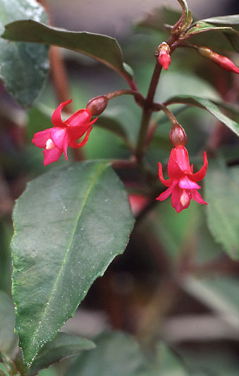 Fuchsia Jimenezia