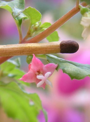 Fuchsia × bacillaris