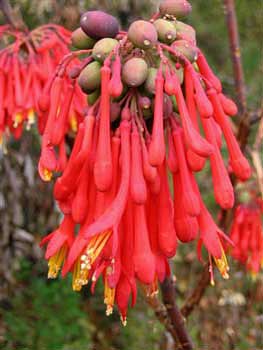 Fuchsia decidua