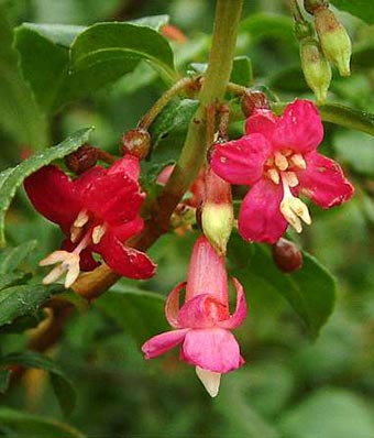 Fuchsia encliandra