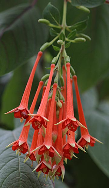 Fuchsia fulgens
