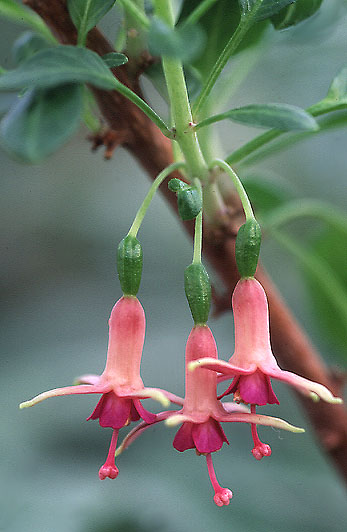 Fuchsia lycioides