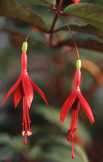 Fuchsia magellanica