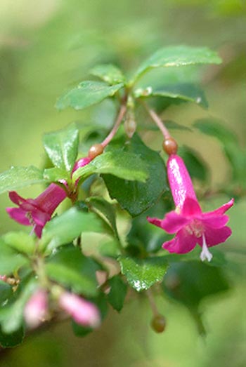 Fuchsia microphylla
