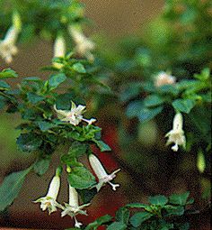 Fuchsia obconica