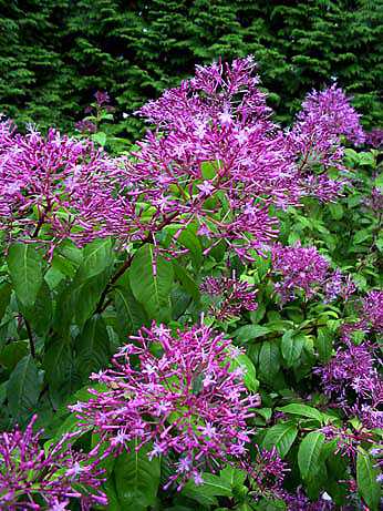 Fuchsia paniculata