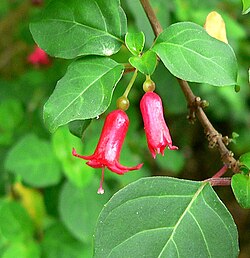 Fuchsia parviflora