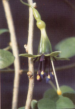 Fuchsia perscandens