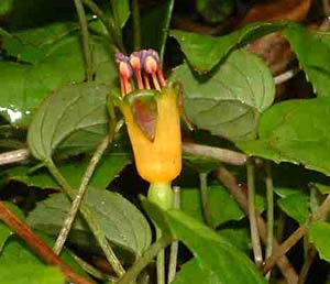 Fuchsia procumbens