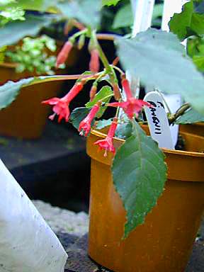 Fuchsia ravenii