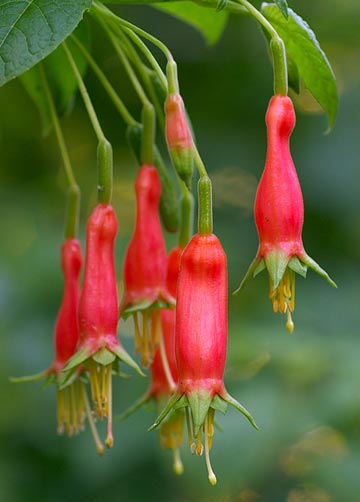 Fuchsia splendens