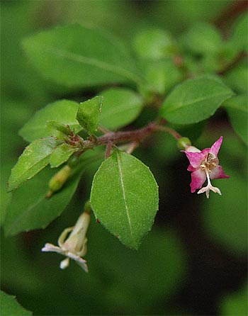 Fuchsia thymifolia