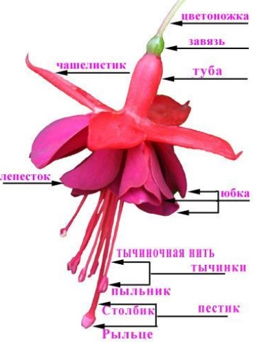 Фуксия структура цветка