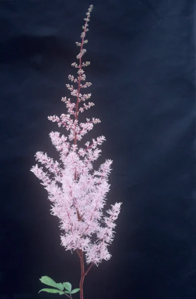 Astilbe chinensis