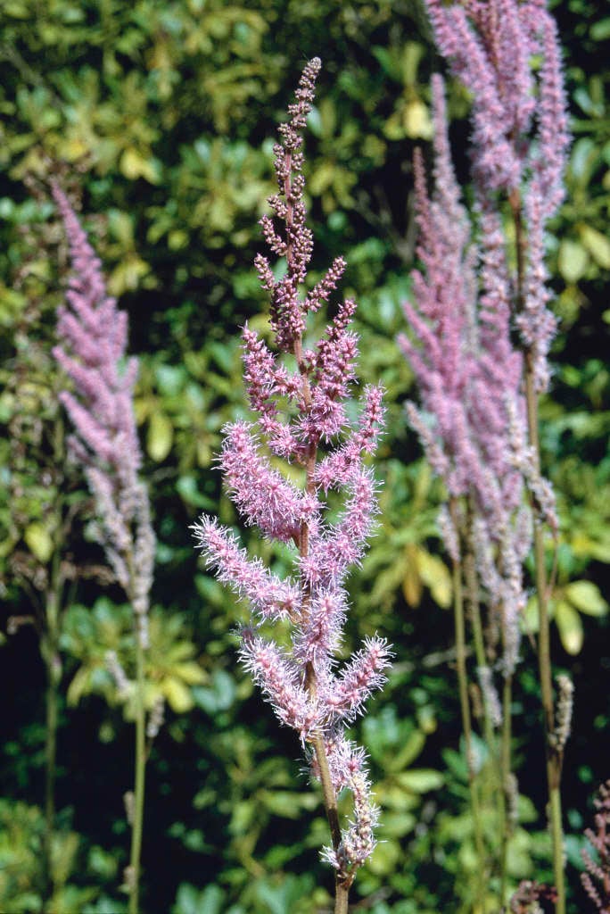 Astilbe davidii