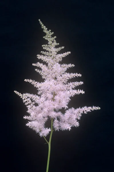Astilbe koreana