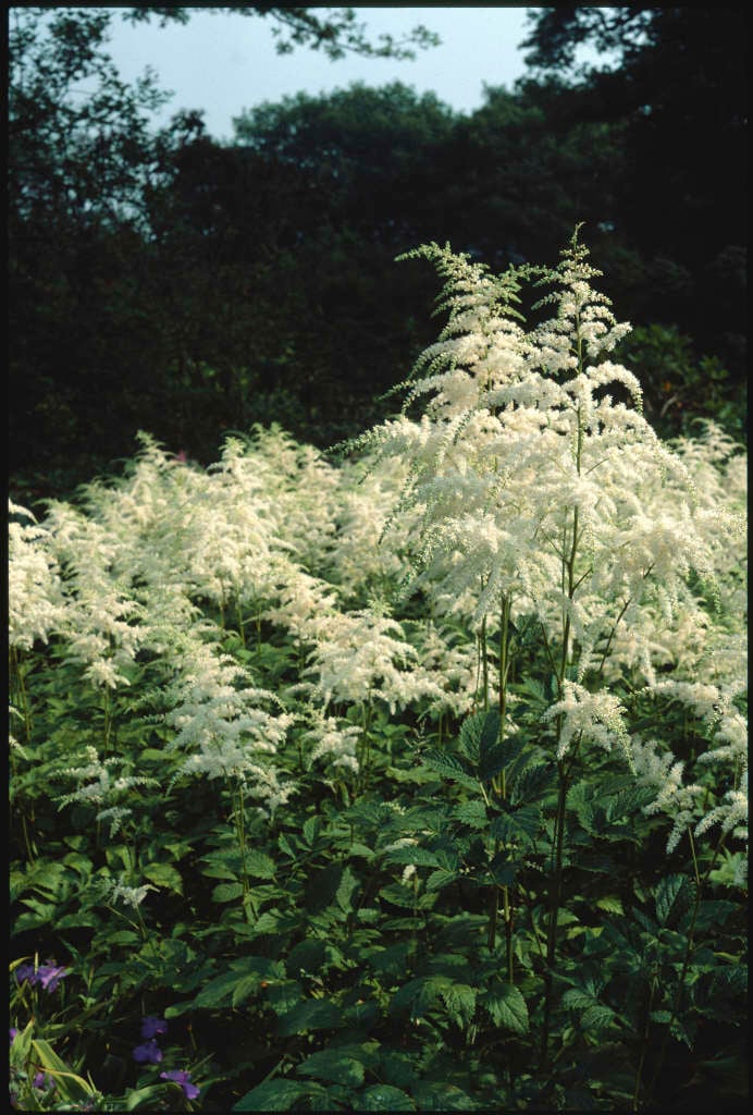 Astilbe rivularis