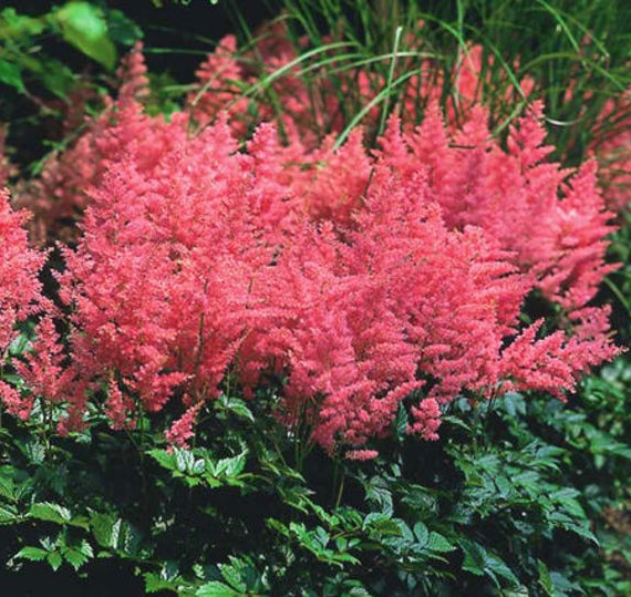 Астильба Anita Pfeifer