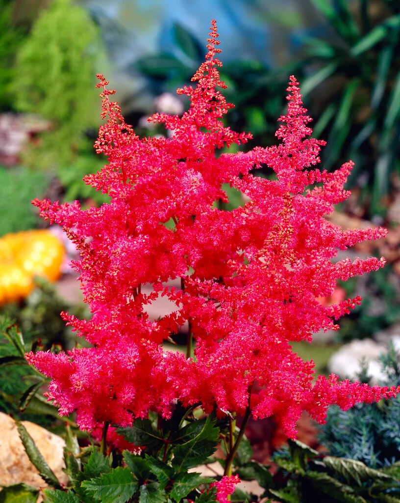 Астильба Anita Pfeifer