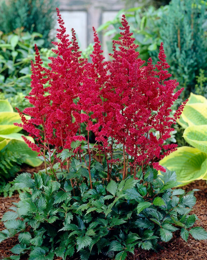 Астильба Burgundy Red