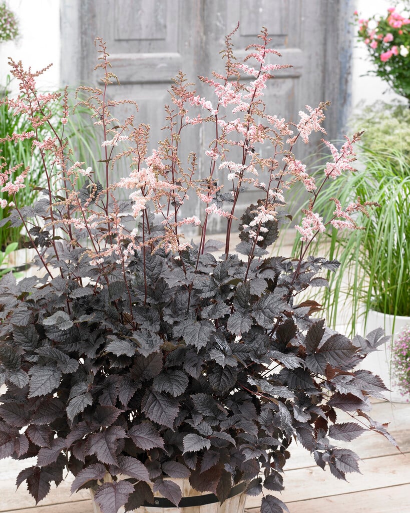 Астильба Chocolate Shogun