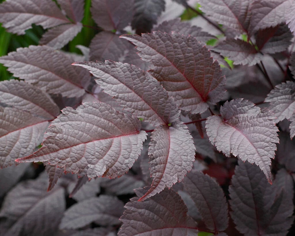 Астильба Chocolate Shogun