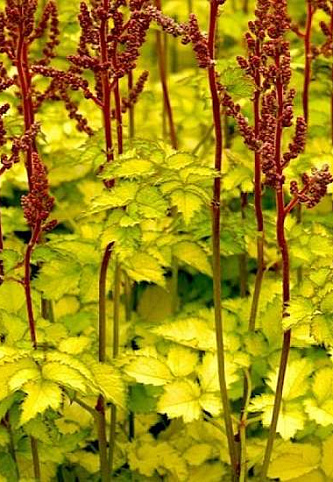 Астильба Colour Flash Lime