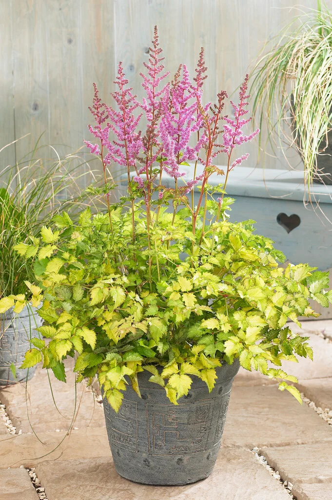 Астильба Colour Flash Lime