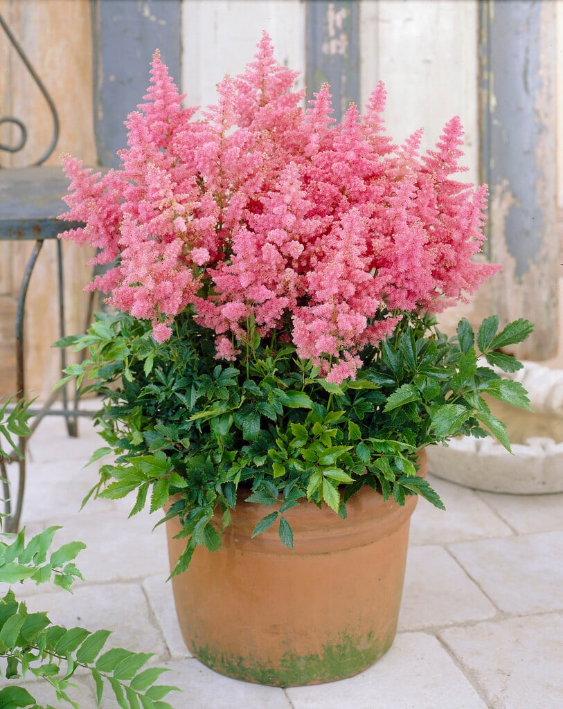 Астильба Country and Western