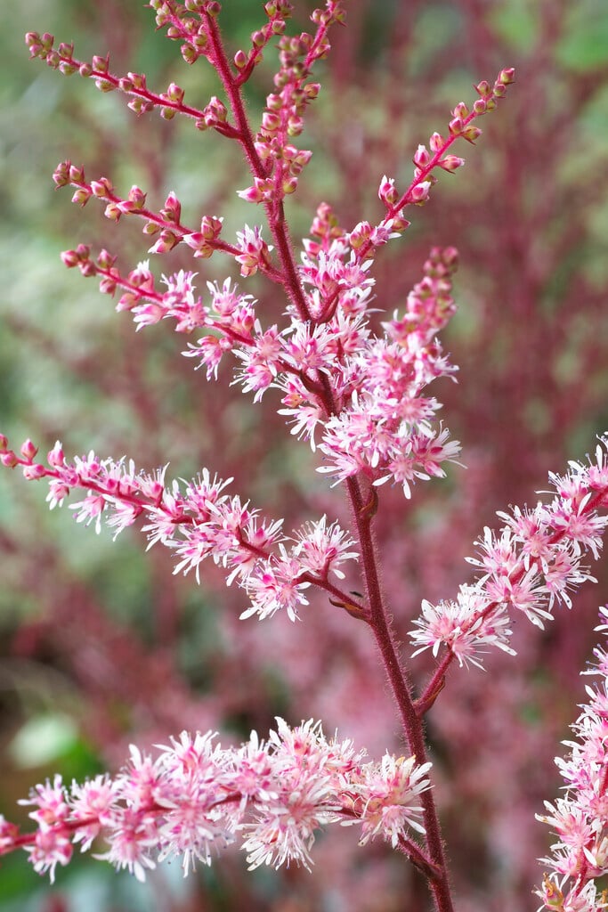 Астильба Delft Lace