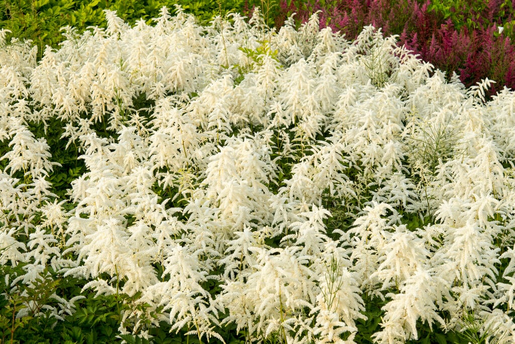 Астильба Deutschland