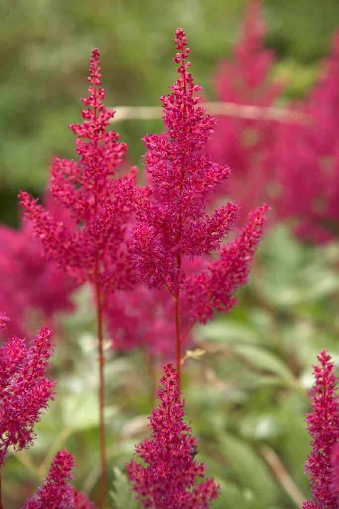 Астильба Elizabeth Bloom