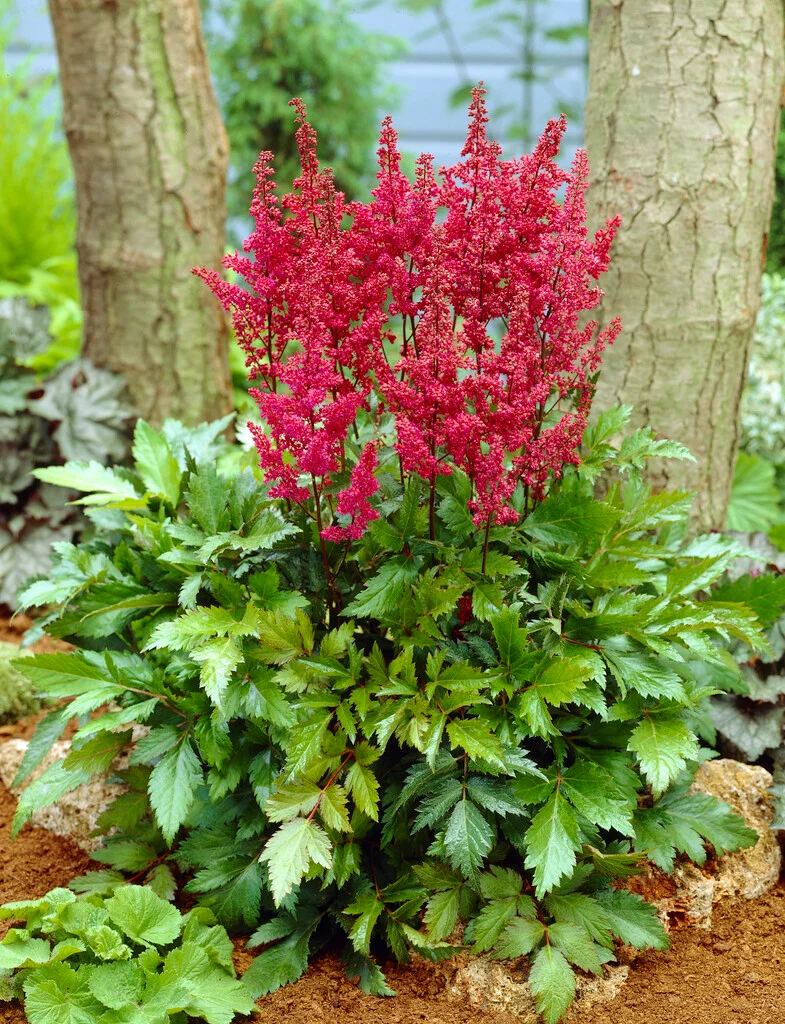 Астильба Elizabeth van Veen