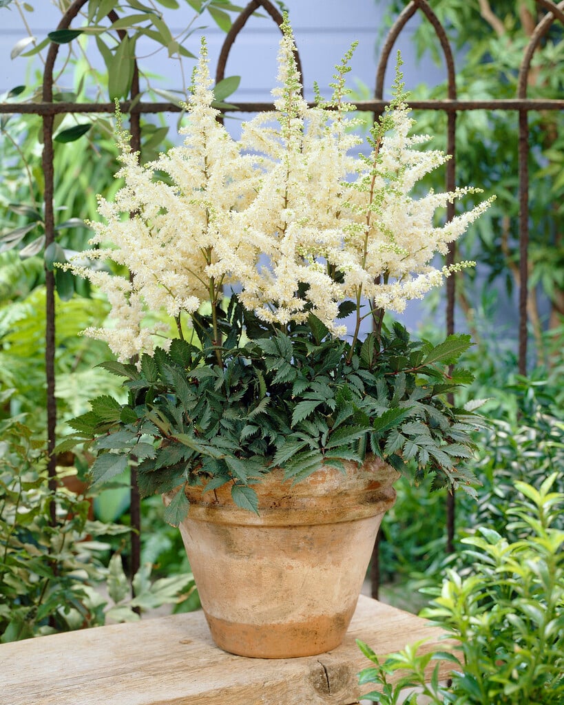 Астильба Ellie