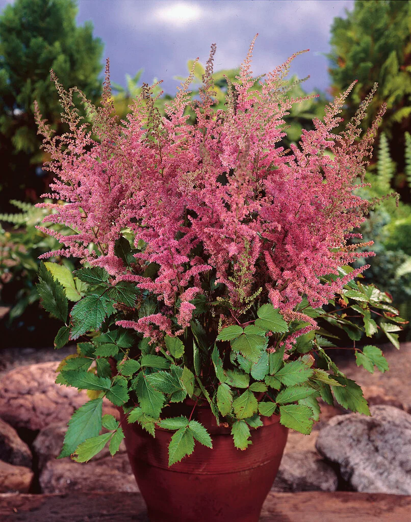 Астильба Finale