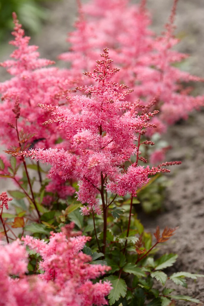 Астильба Freya