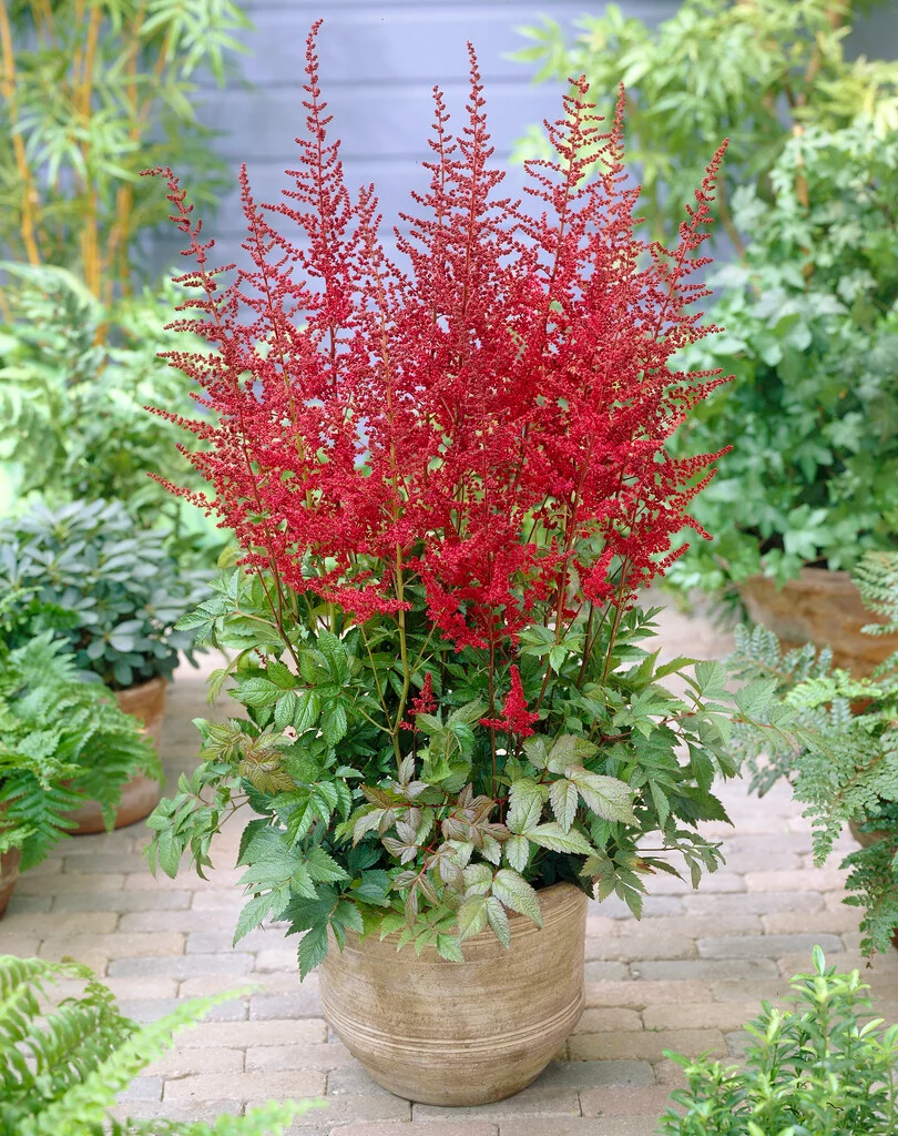 Астильба Glut