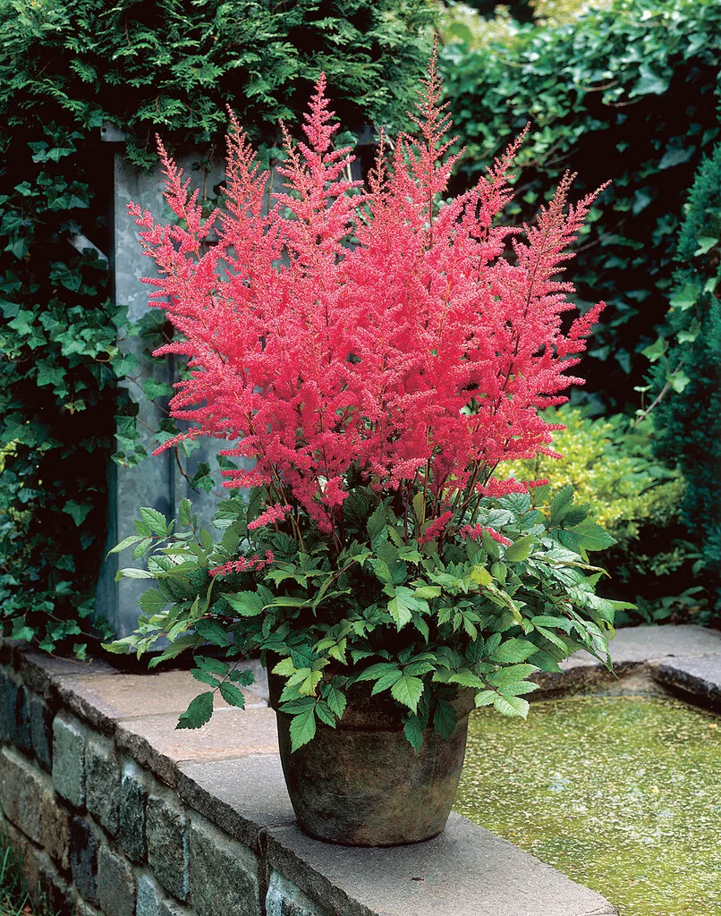 Астильба Granat