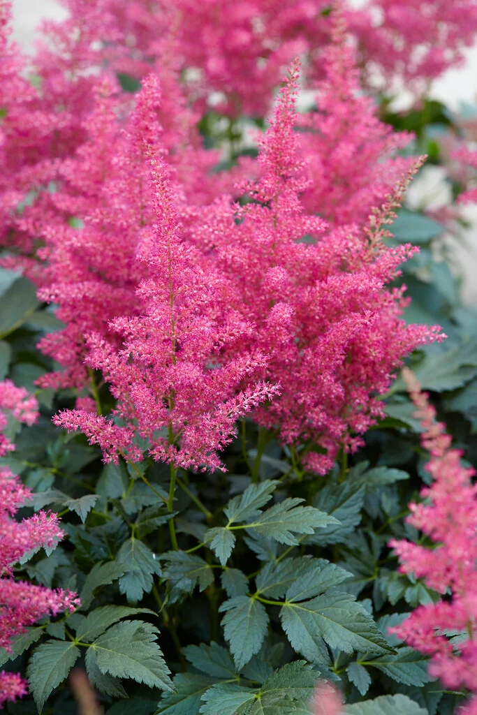 Астильба Henry Noblett