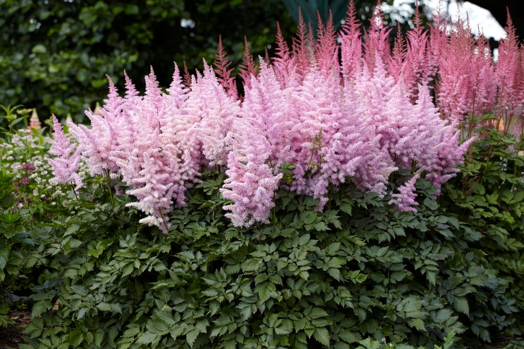 Астильба Icecream