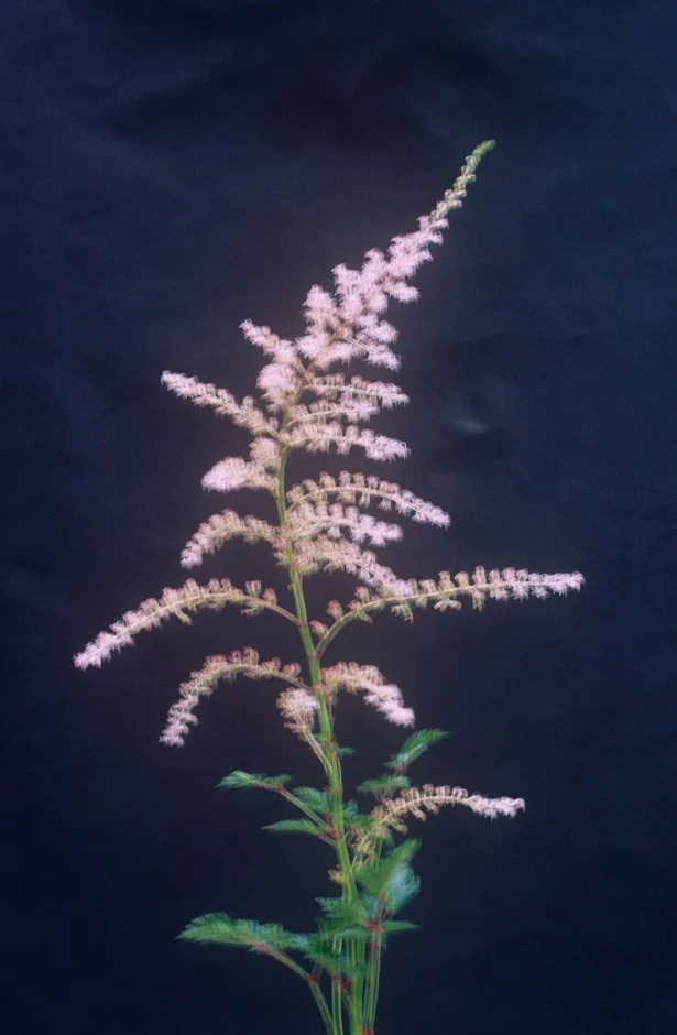 Астильба Inshriach Pink